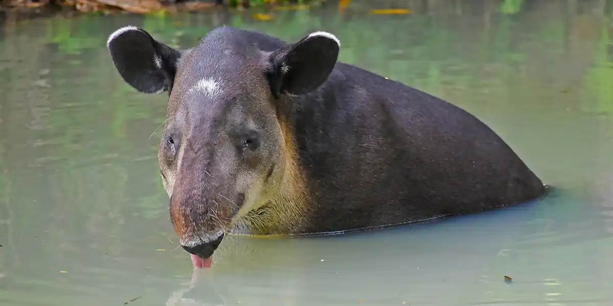 Indy the tapir