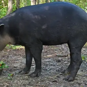 Marchismo the tapir