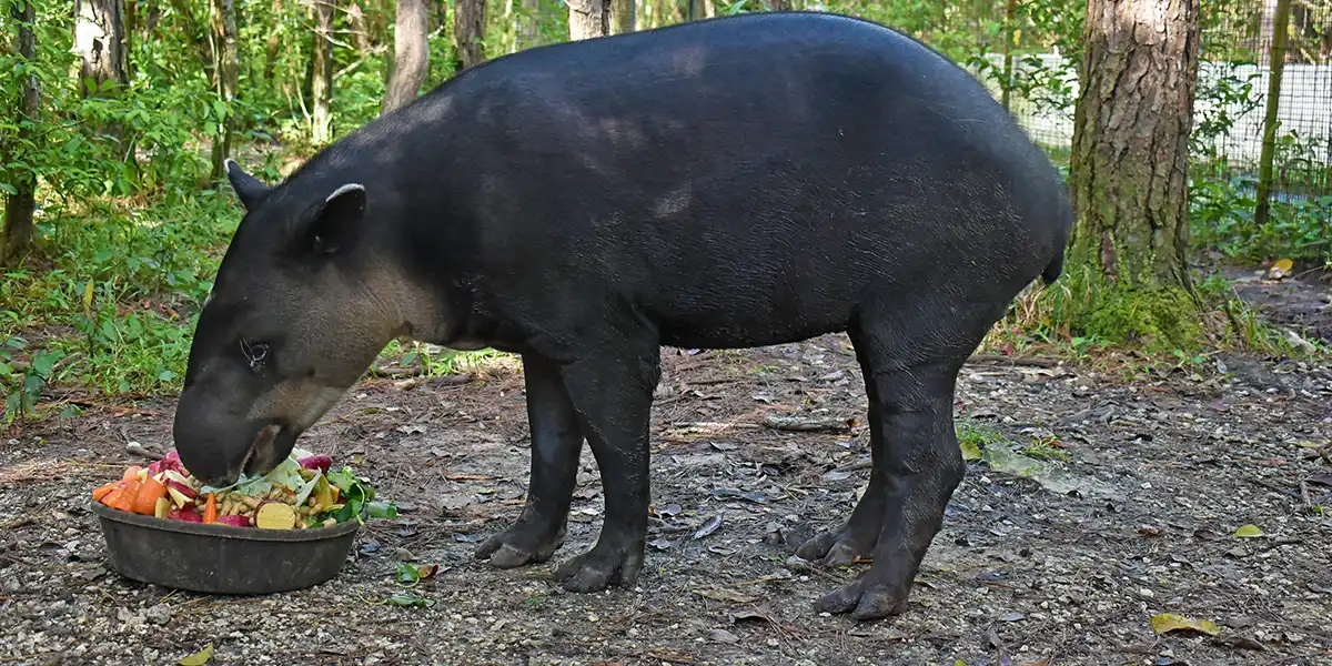 Marchismo the tapir Marchismo the tapir