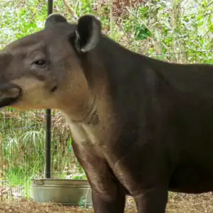 Navidad the tapir