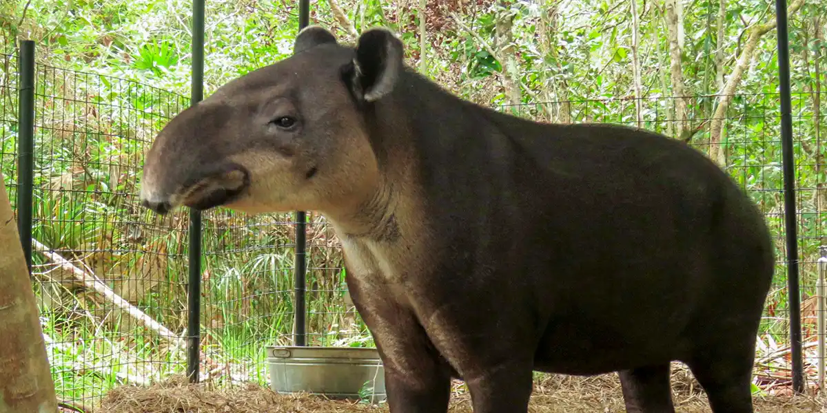 Navidad the tapir