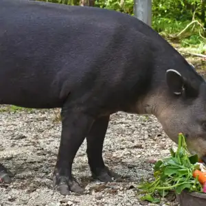 Sparks the tapir
