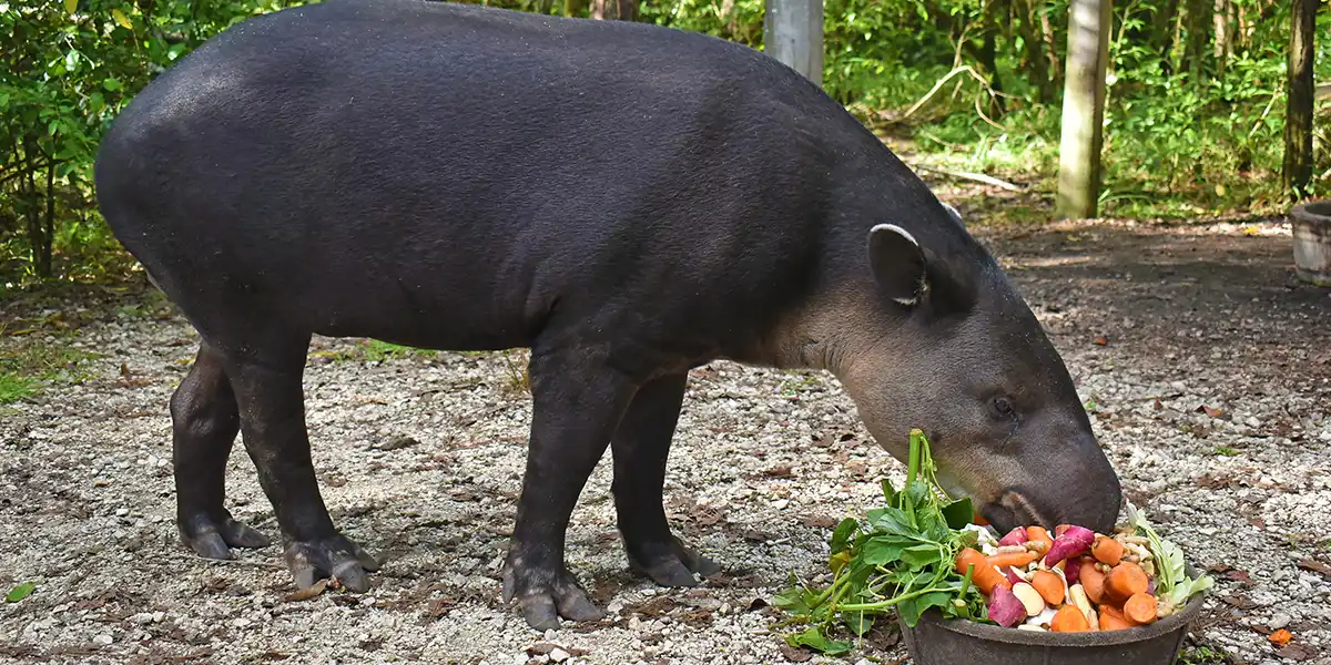 Sparks the tapir Sparks the tapir