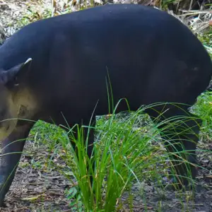 Tambo the tapir