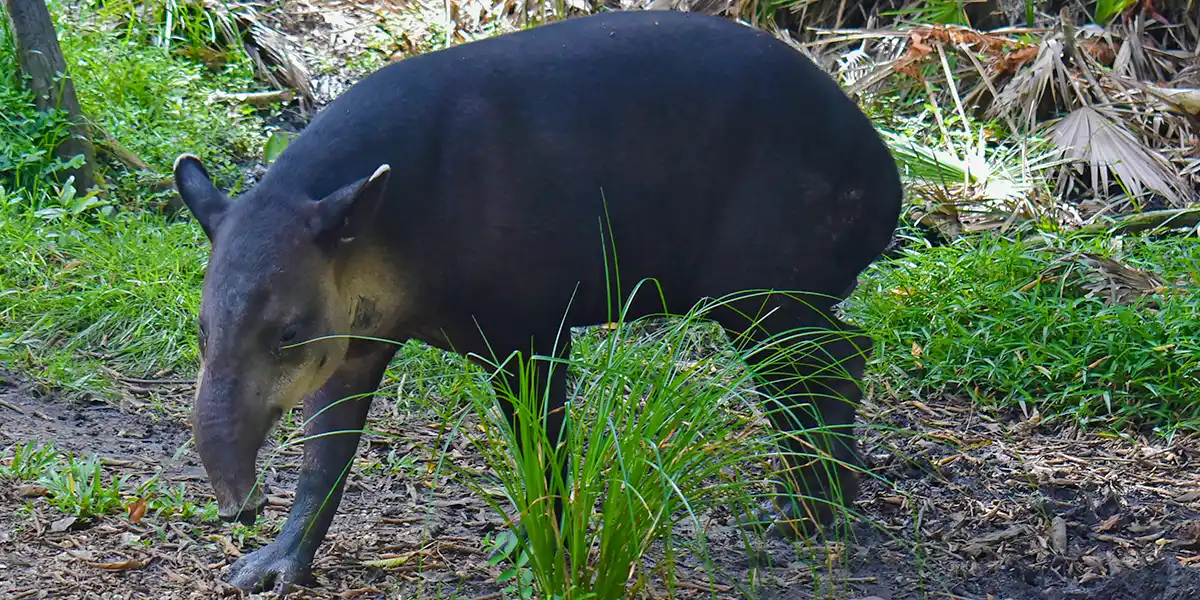 Tambo the tapir